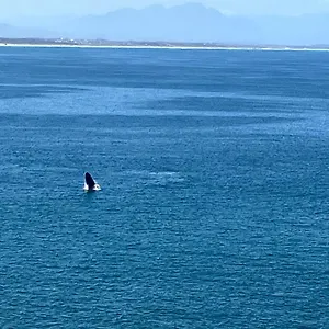Whale's Tale Apartment